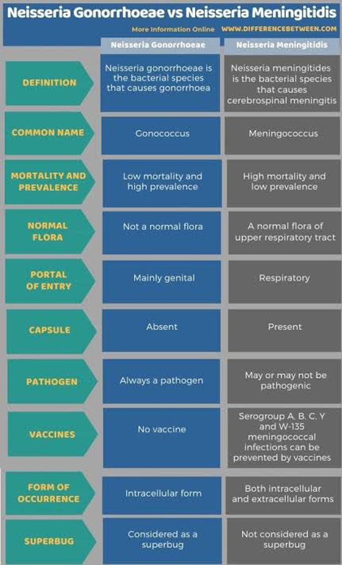 Gonococci Vs meningococci