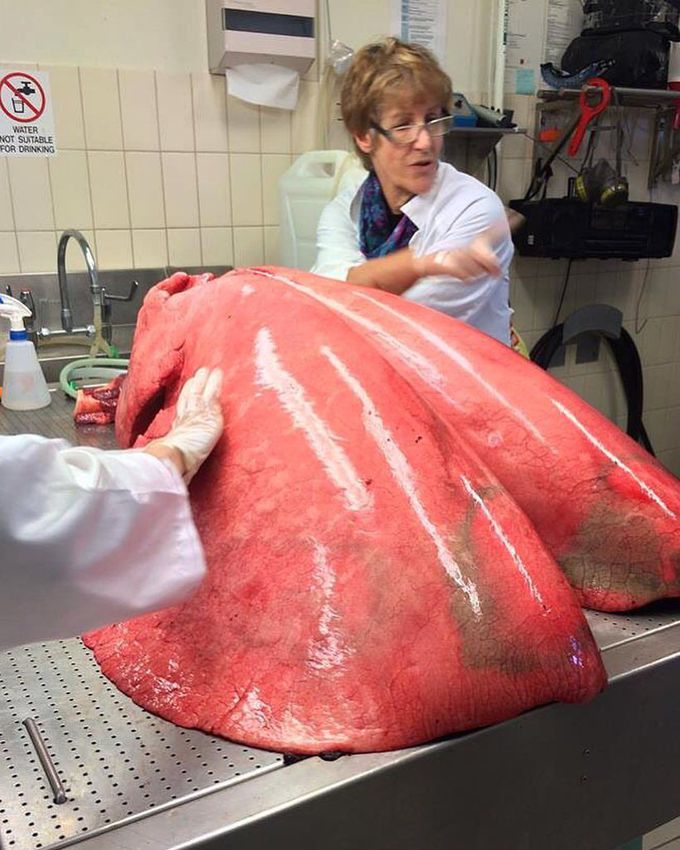 Fully inflated horse lungs!! 