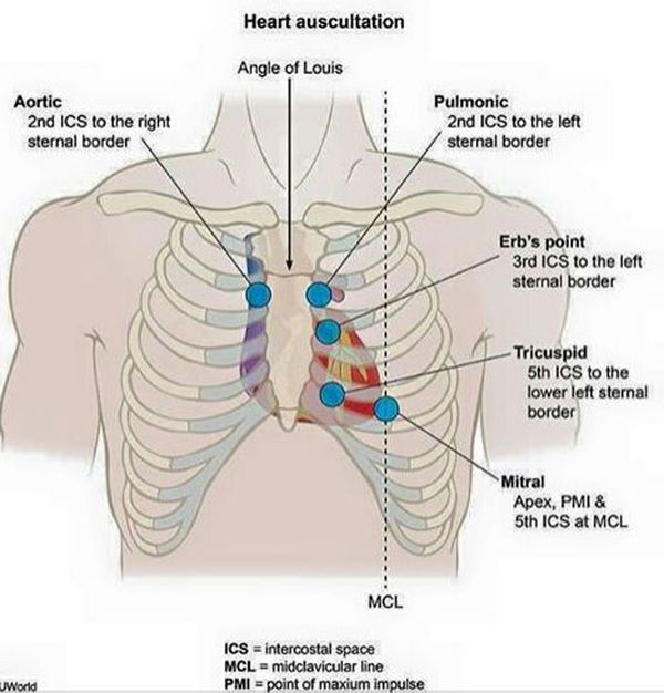 #Heart Auscultation.. diagram of sternum area 