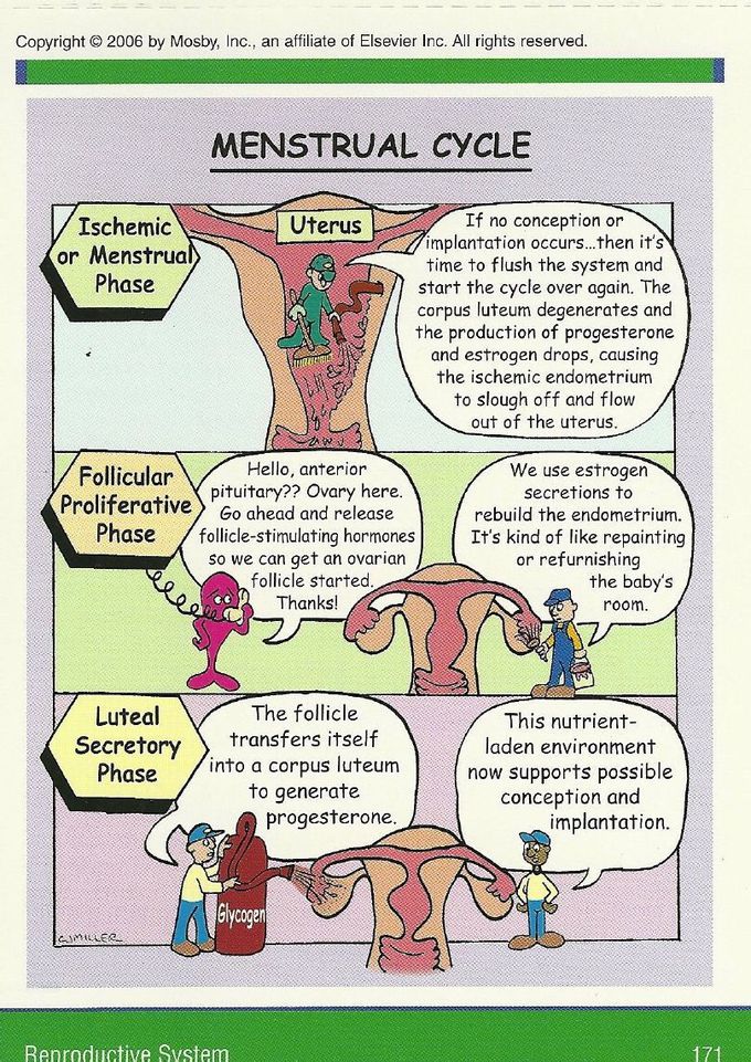Menstural cycle