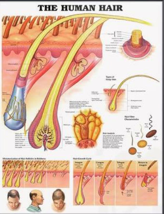 The human hair