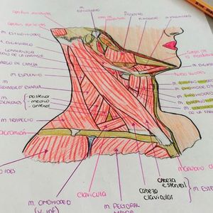 Anatomy love - MEDizzy