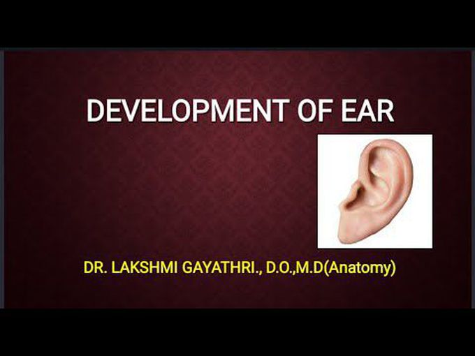 Formation of the ear along with anomalies