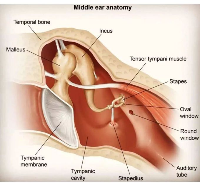 Middle Ear