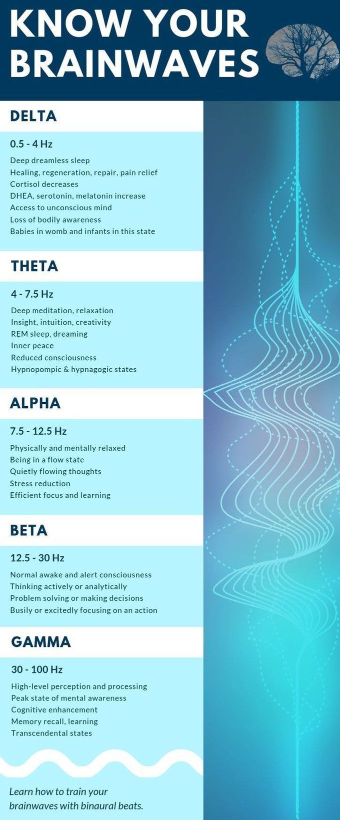 transcendental meditation brain waves