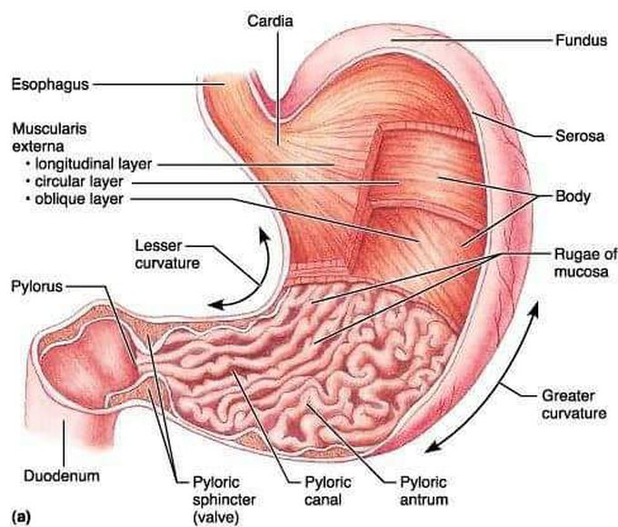 Stomach gross anatomy