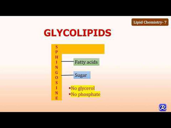 Short review of Glycolipids