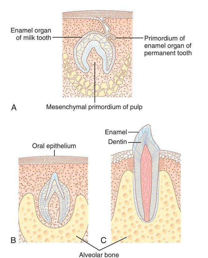 Growing stages of tooth