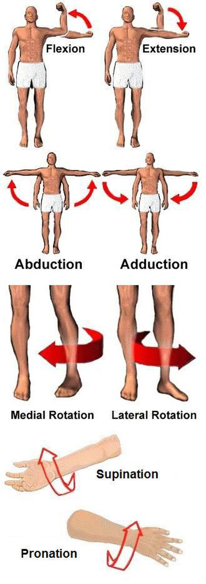 Anatomy terms