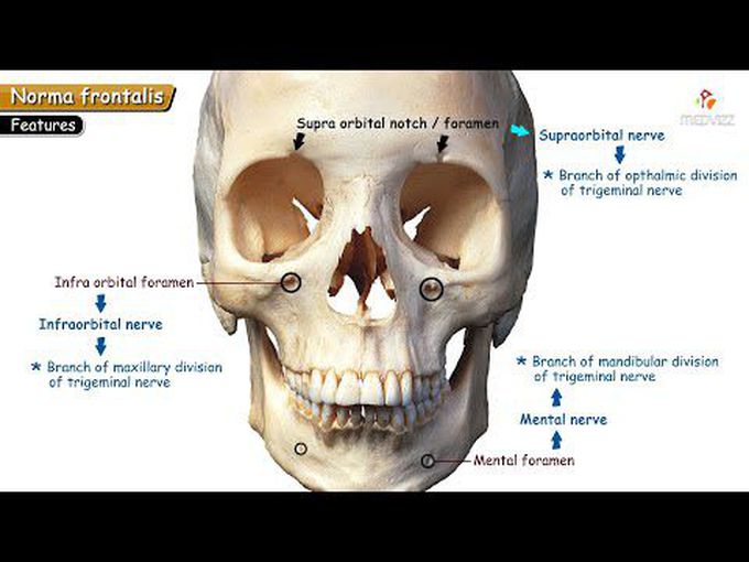 Norma Frontalis: 3D anatomy tutorial