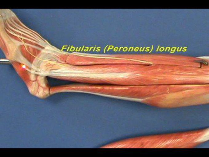 Anatomical Model of the Lateral Compartment of the Leg.