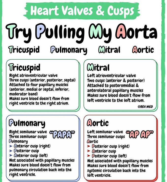 Heart Valves and Cusps II