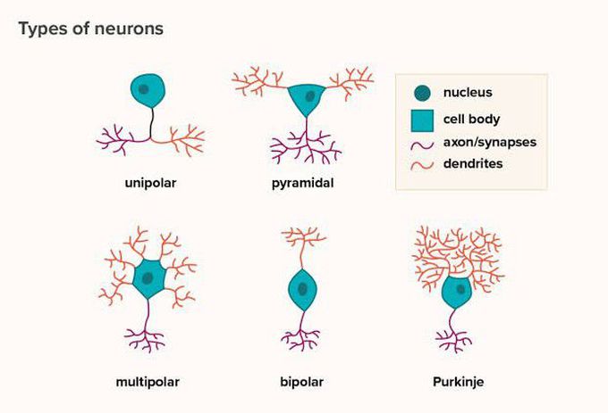 Types of neurons