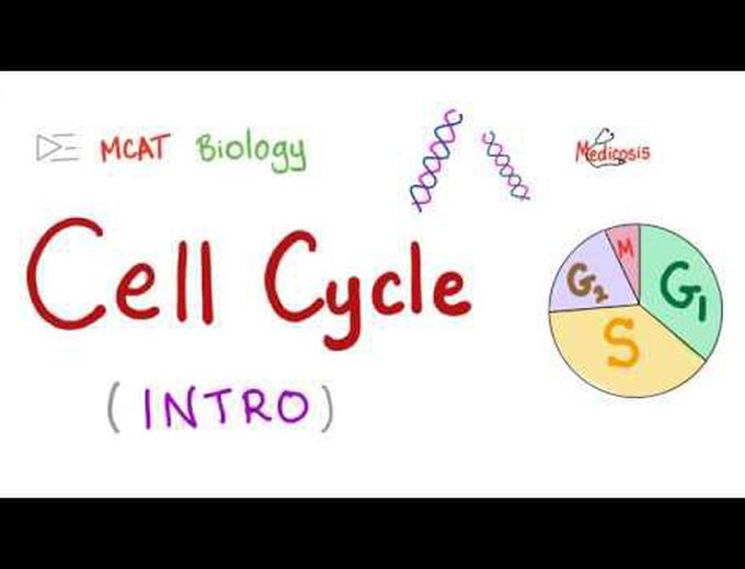 Cell Cycle | Biology MCAT