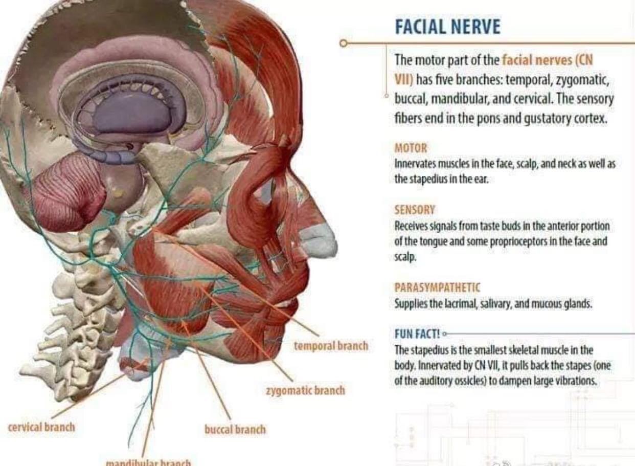 Mandibular Nerve - MEDizzy