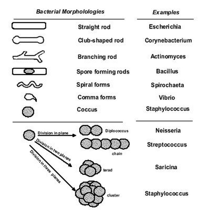 Bacteria shape classification