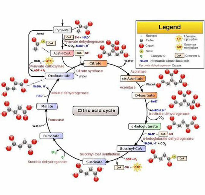 Citric acid cycle