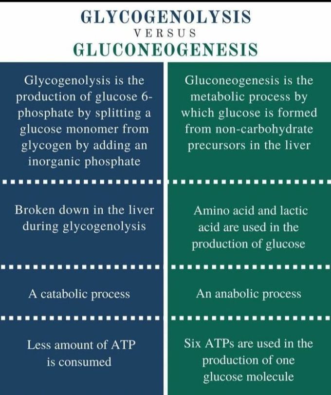 glycogenolysis vs gluconeogenesis