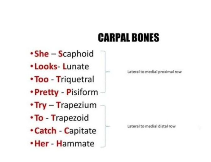 carpal bones