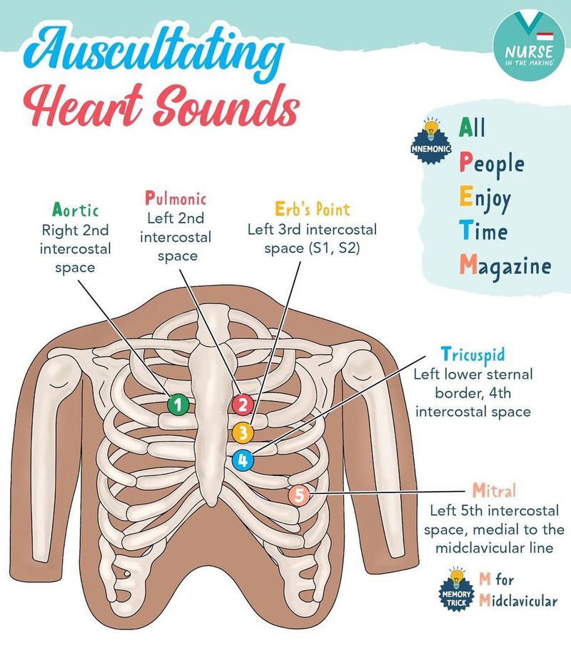 ◯ Clinical Auscultation of the Heart Auscultating Heart Sounds - MEDizzy
