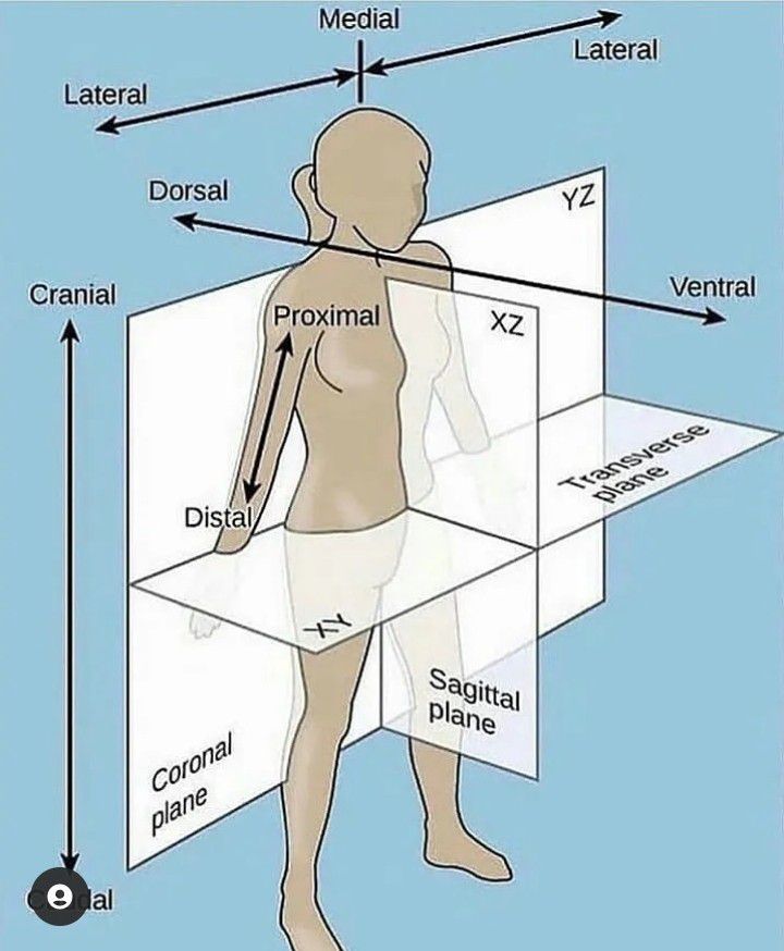 Anatomical positions - MEDizzy