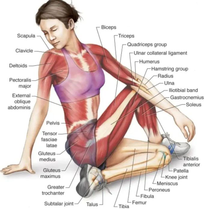 Muscles of the body