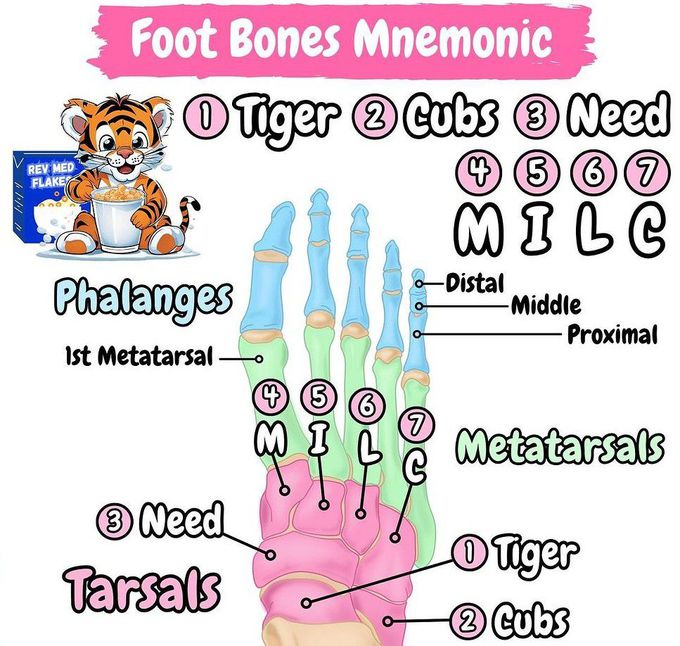 Foot Bones