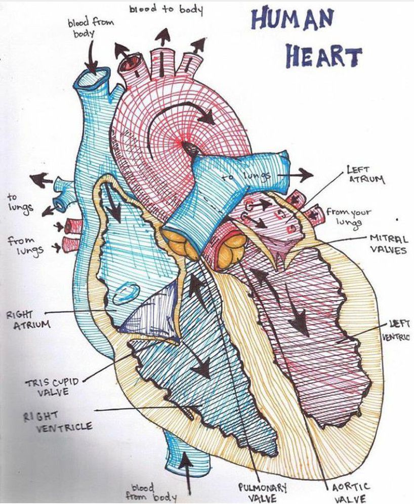 Human heart - MEDizzy