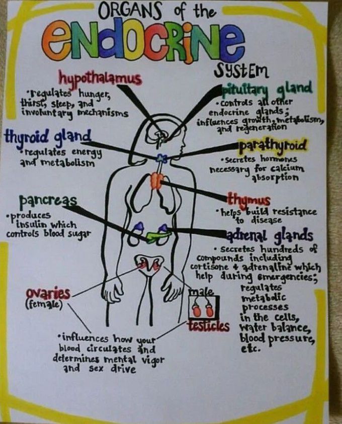 Organs of endocrine