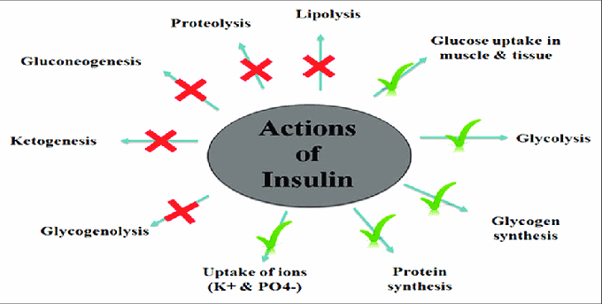 Actions of insulin