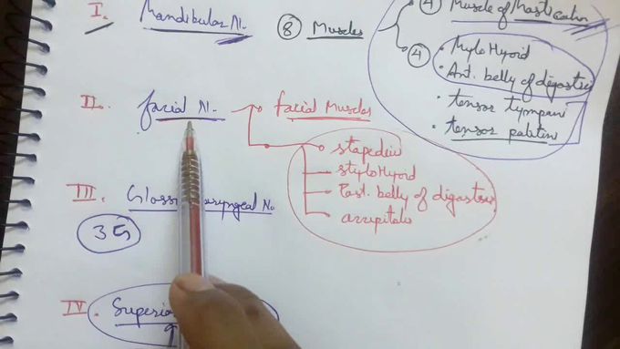 PHARYNGEAL ARCH ( Nerve and muscles )