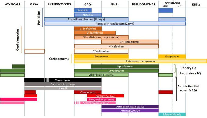 A simple antibiotic sensitivity chart :) - MEDizzy