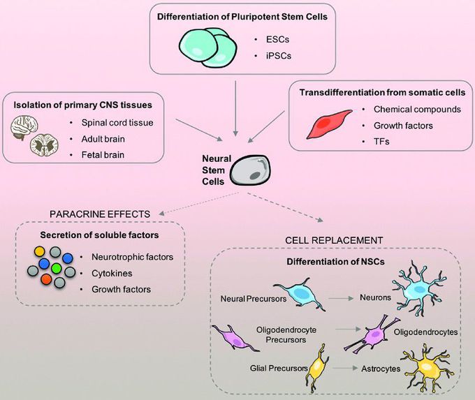 Neural stem cells (NSCs) are self-renewing, multipotent cells that firstly generate the radial glial progenitor cells that generate the neurons and glia of the nervous system of all animals during embryonic development.Some neural progenitor stem cells persist in highly restricted regions in the adult vertebrate brain and continue to produce neurons throughout life.