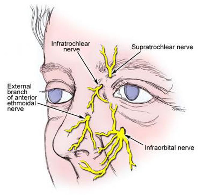 Nerves of external nose