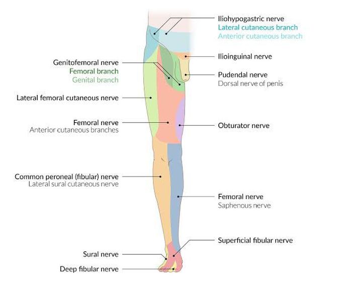 Cutaneous nerve supply of lower limb