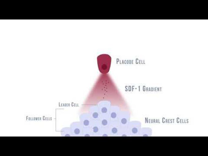 Migration of Neural Crest Cells-Animation