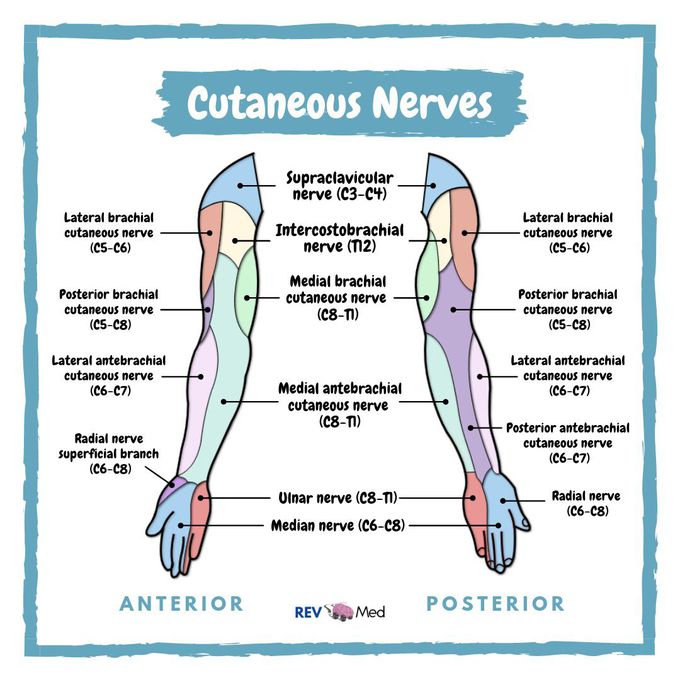 Cutaneous Nerves - Upper Limb Anatomy