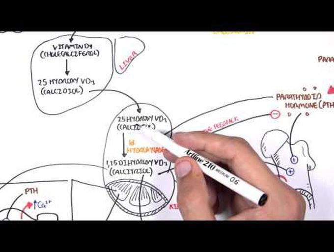 Endocrinology - Calcium and Phosphate Regulation