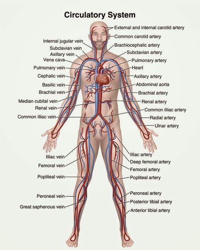 Circulatory system