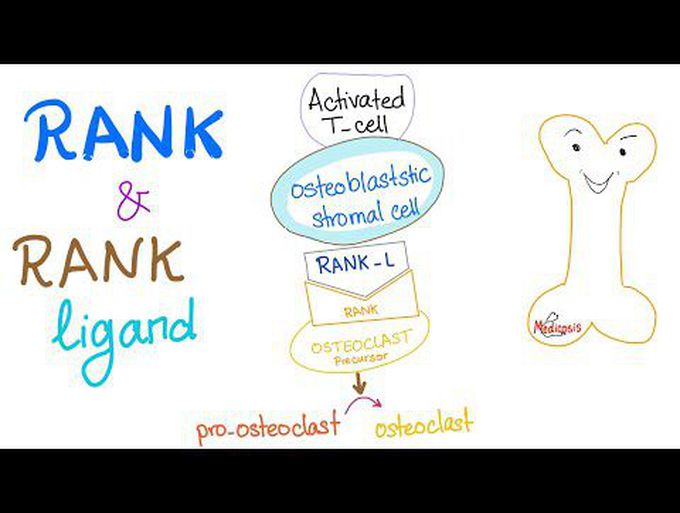 RANK and RANK-Ligand