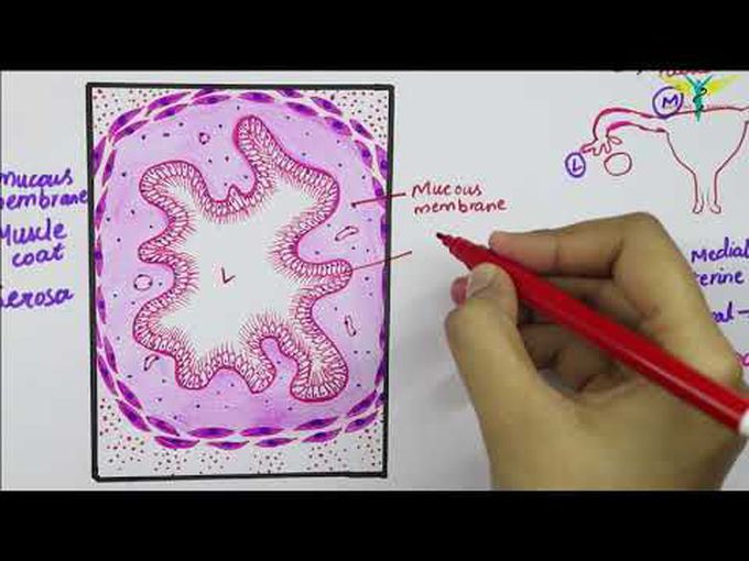 Histology- Uterine Tubes