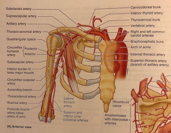 Upper limb vasculature