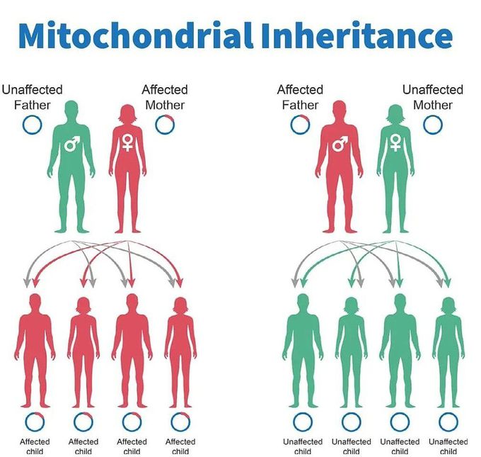 Mitochondrial Inheritance