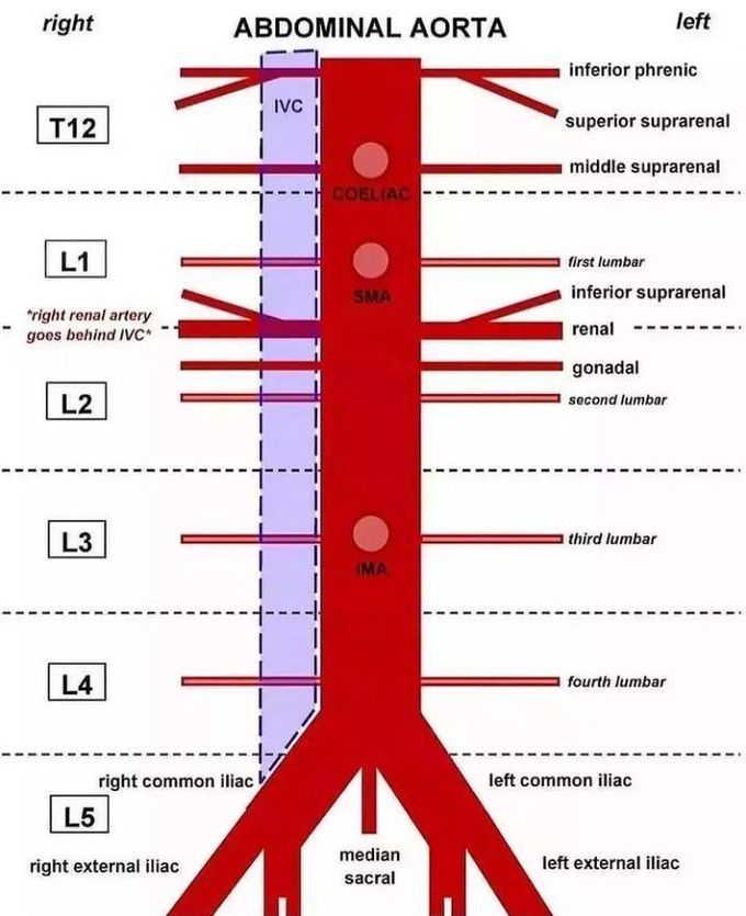 Abdominal Aorta