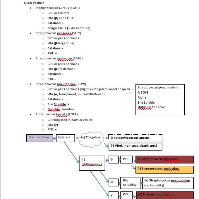 Clinical Specimen Work-Up: Respiratory (Gram Positive)