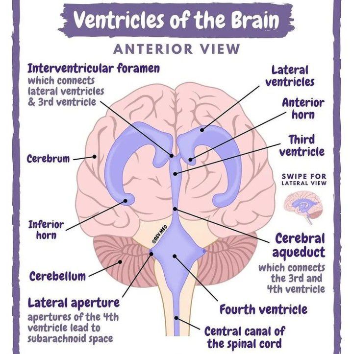 Both Lateral Ventricles Appears Normal Meaning In Tamil