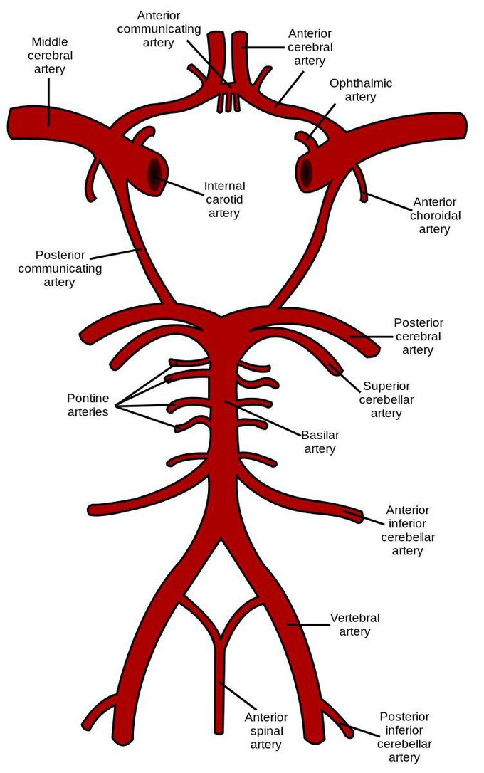 Brain blood supply