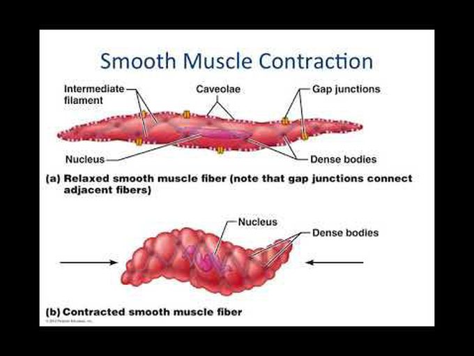 The Smooth Muscle - 
A Detailed Account