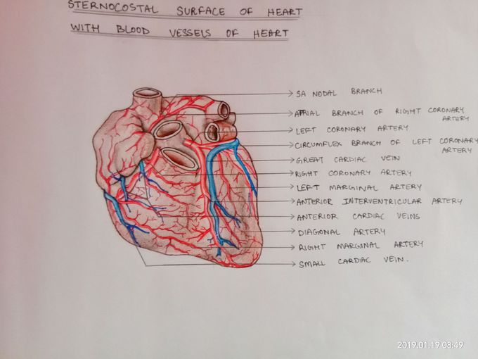 Anatomical art...