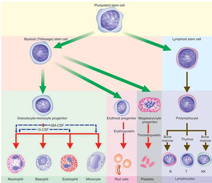 Differentiation of multipotent stem cells